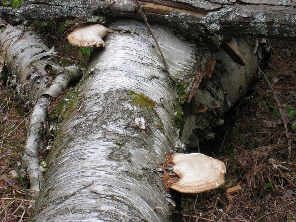 Mackinaw Island Area May 2008 1069.jpg - May 24 2008 a trip to Mackinac City for a 5 M race and a visit to Mackinac Island. A day to the UP, Paradise, Whitefish Point and Tahquamen Falls. This was followed by trips to Petoskey and Charlevoix.